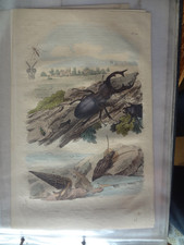 Gravure ancienne XIX Nature 