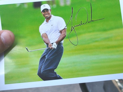 Tiger woods champion - tiger,