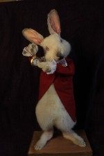 taxidermie lapin conte montre a gousset rongeur taxidermy  curiosité oditties
