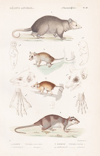 Didelphis possum opossum - possum,