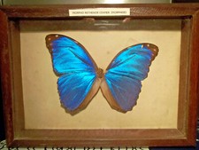  PAPILLON. MORPHO RETHENOR