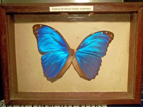 Papillon morpho rethenor - papillon.,