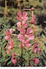 Carte postale card VALDROME