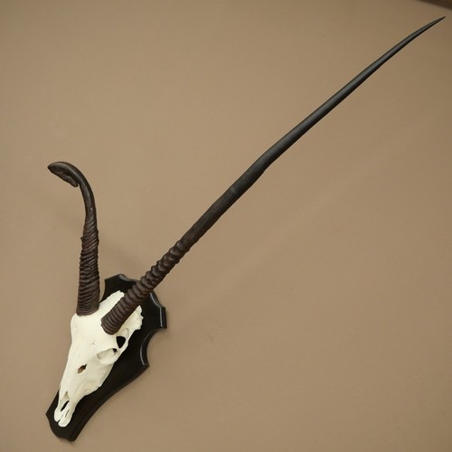Oryx gazella antilope anormale - oryx,
