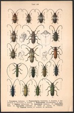 1890 Lithographie Insectes