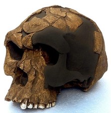 Reproduction FOSSILE crane HOMO SAPIENS IDALTU fossil HERTO skull