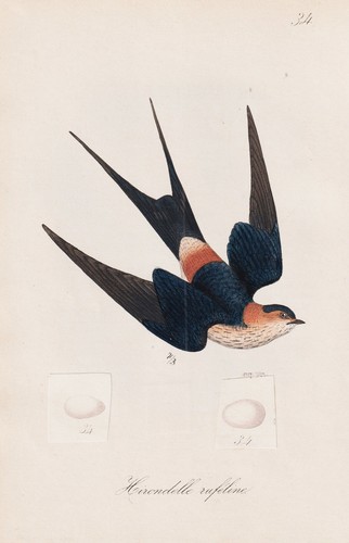Hirondelle rufeline oiseau - hirondelle,