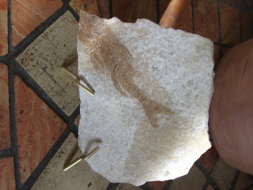 Poisson fossile dapalis - poisson,