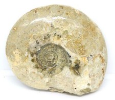 Brasilia Ammonite Fossil