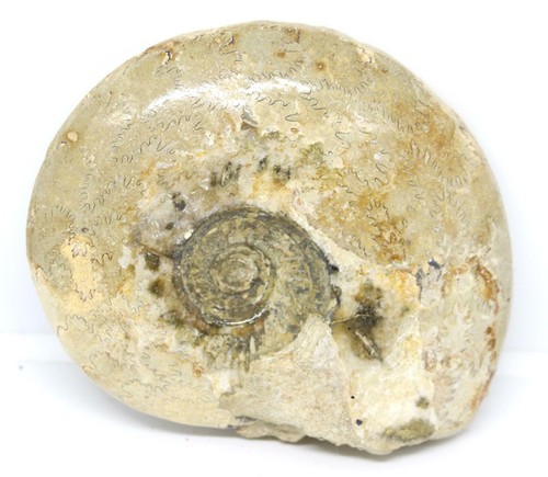 Brasilia ammonite fossil - ammonite,