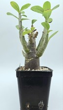 Adenium arabicum "Super Red " --RARE PLANT--CAUDEX--SUCCULENT