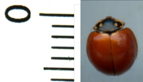 Coccinelidae cycloneda - coccinelidae,
