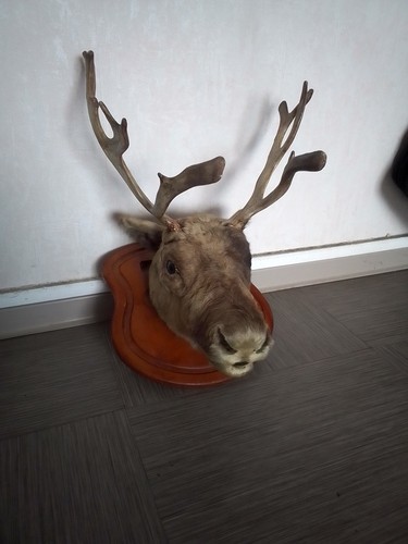 Taxidermie rare trophée - taxidermie,