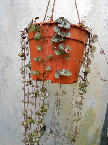 CEROPEGIA