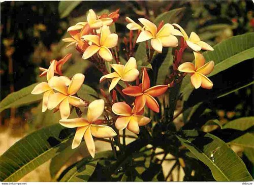Carte postale antilles - carte,