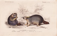 Procyon Lotor Raton Laveur