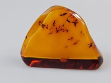 Ambre insecte fossile, ambre