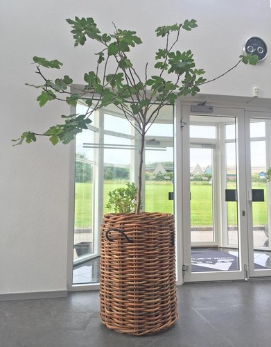 Living panier rattan xxl - living,