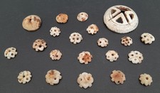 x21 coquillages gravés oursin