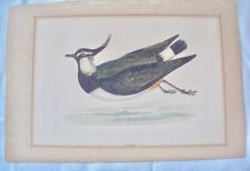 VANNEAU HUPPE -PEEWIT Oiseau limicole- Chromolithographie ancienne