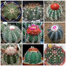 60 graines de Melocactus mèlanges,plantes grasses, cactus seeds mix , F