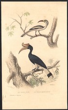 1853 Gravure aquarellée Calao à bec rouge Calao rhinocéros oiseaux Ornithologie