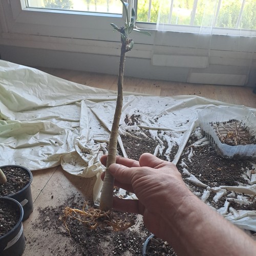 Plant adenium white geante - geante, n