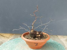 Bonsaï orme champêtre en pot 29 x 14 cm plante articulée arbre pré bonsaï orm...