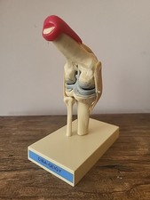 écorché maquette anatomique - maquette,