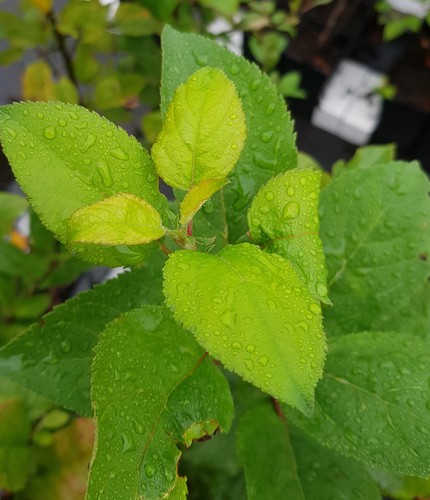 Malus communis pommier - /,