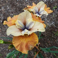 Iris Rhizome Plante vivace