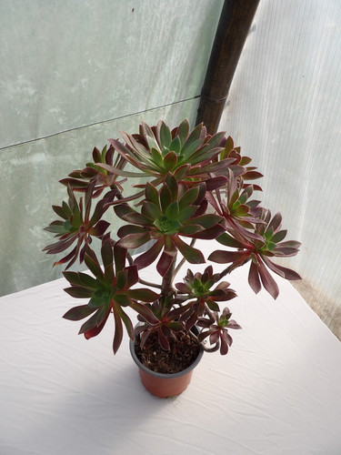 Aeonium simsii schwartzkopf - simsii, x