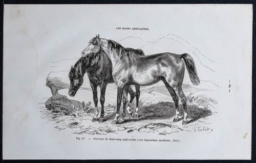 1882 chevaux demi - de, demi-sang