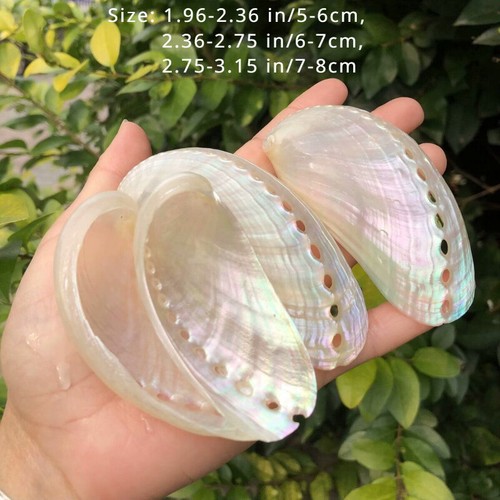 Aquarium naturel abalone - 1x,
