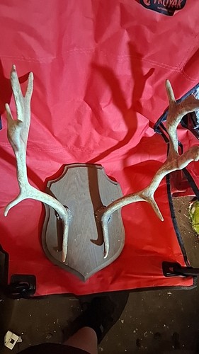 Bois cerf chasse arts - bois,