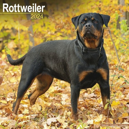 Calendrier 2024 rottweiler - calendrier,
