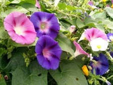 Lot De 10 Graines Ipomée Volubilis Variés Fleurs Semences Graines Seed