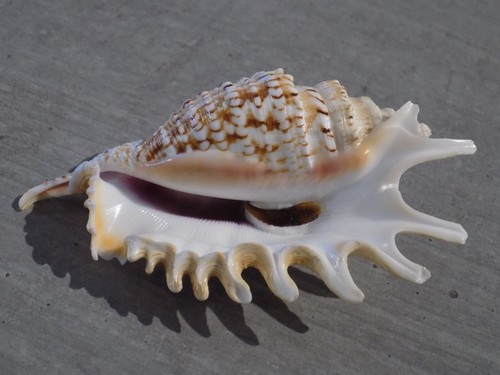 Coquillage new strombidae - :,