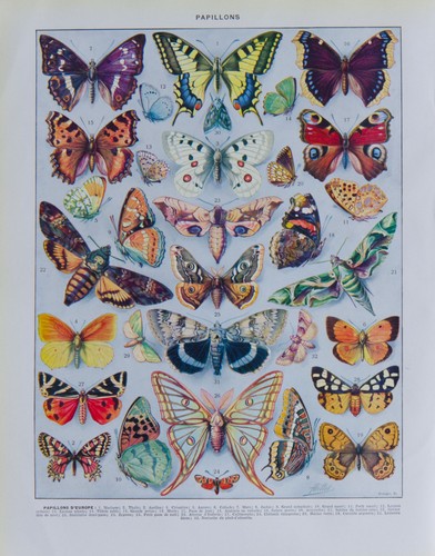 Gravure originale papillons - gravure,