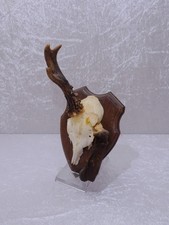 Tête De Cerf En Bois Reh
