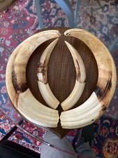 Paire de dents défenses de