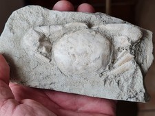 Crabe fossile Carcinoplax à préparer