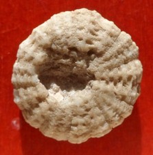 OURSIN FOSSILE ÉOCÈNE