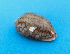 Cypraea Scurra Occidua 38,4 mm