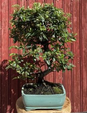 Bonsaï pyracantha coccinea - pyracantha, coccinea/