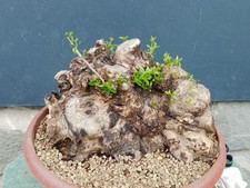 Bonsaï olivier 26 x 30 cm en