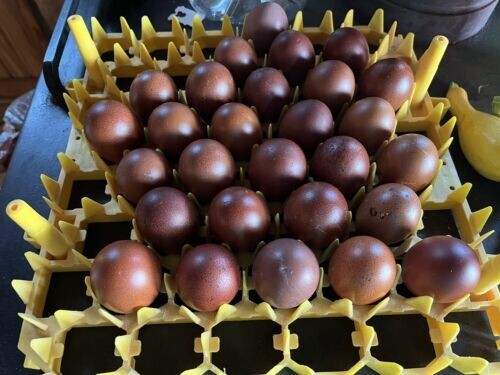 French black copper - 12+,