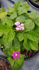 Rubus arcticus 'Marika' /