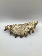 Fossile de mâchoire de