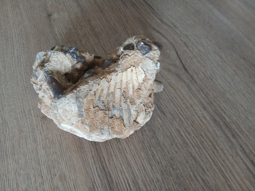Fossile coquillage - fossile,